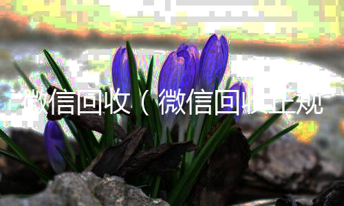 微信回收（回收微信号当天结账微信回收正规官网）